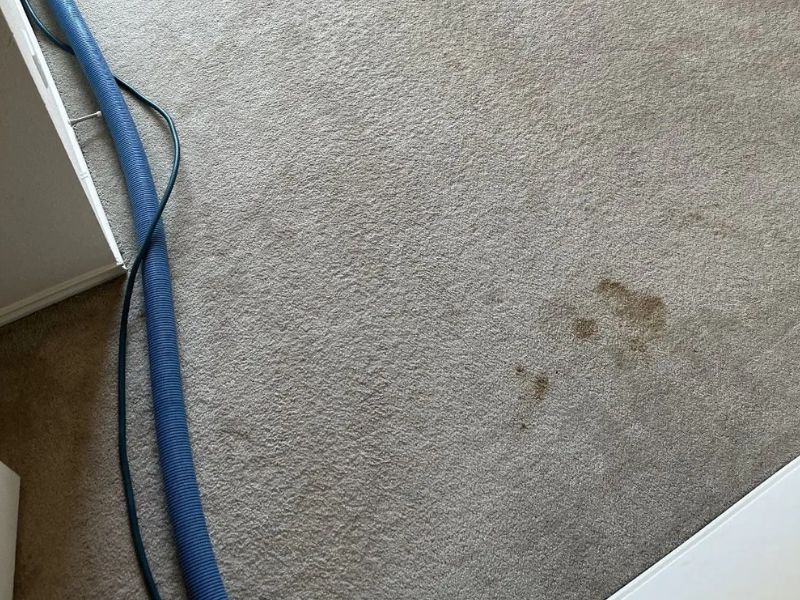 Stain Removal and Carpet Dyeing Services