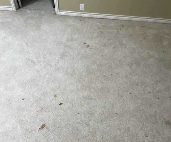 Before Pet Stain Removal